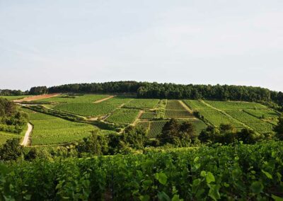 Domaine Maldant et Pauvelot, vignoble 01