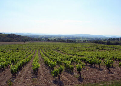 Domaine de la Guintrandy, vignoble 01