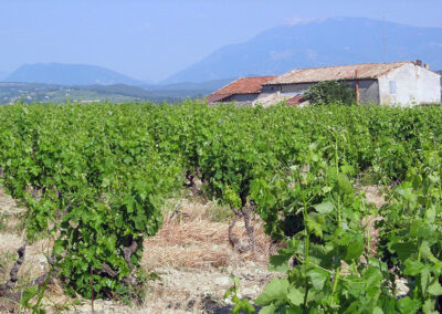 Domaine de la Guintrandy, vignoble 02