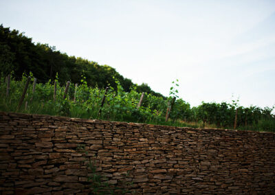 Domaine Maldant et Pauvelot, vignoble 02