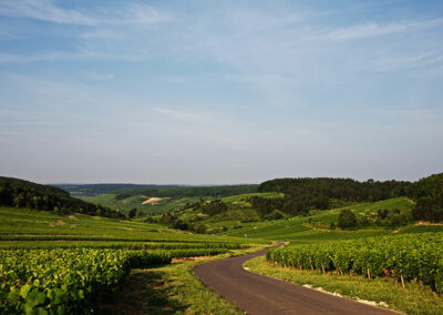 Domaine Maldant et Pauvelot, vignoble 03