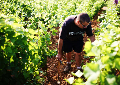 Domaine Maldant et Pauvelot, vignoble 07