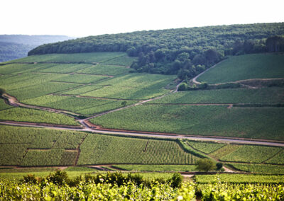 Domaine Maldant et Pauvelot, vignoble 08