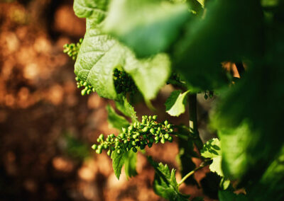 Domaine Maldant et Pauvelot, vignoble 09