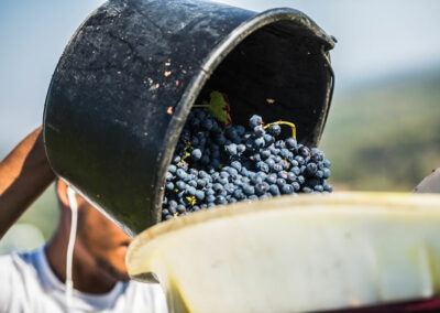 Fournier Père et Fils 01