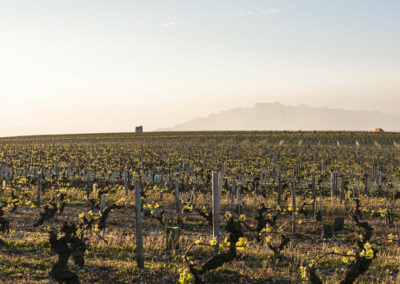Fournier Père et Fils 03