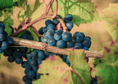 Fournier Père et Fils 04